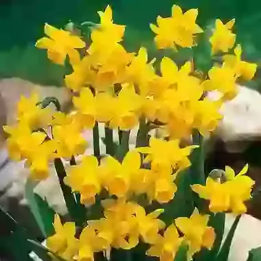 Tete-a-Tete